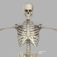 Load image into Gallery viewer, Male Skeletal System 3D Model