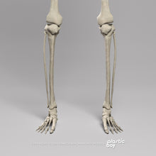 Load image into Gallery viewer, Male Skeletal System 3D Model