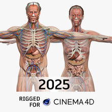 Load image into Gallery viewer, CINEMA 4D RIGGED Complete Male and Female Anatomy PACK V9 2025