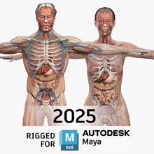 Load image into Gallery viewer, MAYA RIGGED Complete Male and Female Anatomy PACK V9 2025