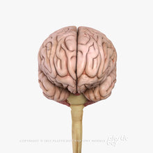 Load image into Gallery viewer, Male Brain 3D Model