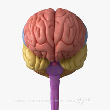 Load image into Gallery viewer, Male Brain 3D Model
