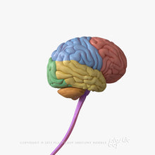 Load image into Gallery viewer, Male Brain 3D Model