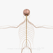 Load image into Gallery viewer, Male Nervous System 3D Model