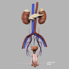 Load image into Gallery viewer, STANDARD Complete Male Anatomy PACK V9 2025