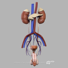 Load image into Gallery viewer, Male Urinary, Reproductive and Endocrine Systems 3D Model