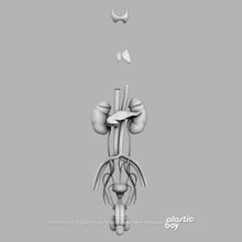 Load image into Gallery viewer, STANDARD Complete Male and Female Anatomy PACK V9 2025