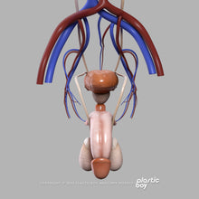 Load image into Gallery viewer, Male Urinary, Reproductive and Endocrine Systems 3D Model