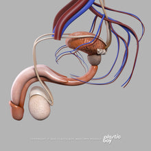 Load image into Gallery viewer, BLENDER RIGGED Complete Male Anatomy PACK V9 2025
