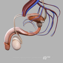 Load image into Gallery viewer, CINEMA 4D RIGGED Complete Male Anatomy PACK V9 2025