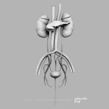 Load image into Gallery viewer, Male Urinary, Reproductive and Endocrine Systems 3D Model