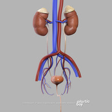 Load image into Gallery viewer, Male Urinary, Reproductive and Endocrine Systems 3D Model