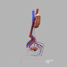 Load image into Gallery viewer, Male Urinary, Reproductive and Endocrine Systems 3D Model