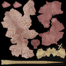 Load image into Gallery viewer, STANDARD Complete Male Anatomy PACK V9 2025