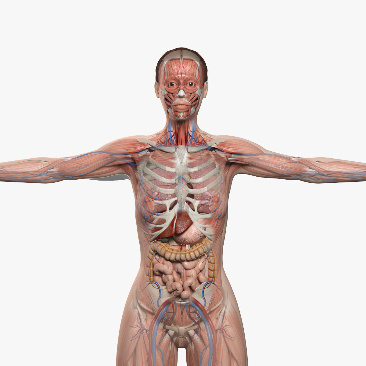 Female Anatomy 3D Models – Plasticboy Anatomy