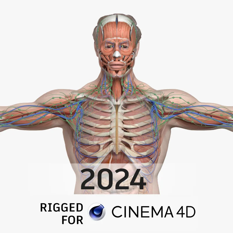 CINEMA 4D RIGGED Complete Male Anatomy PACK V9