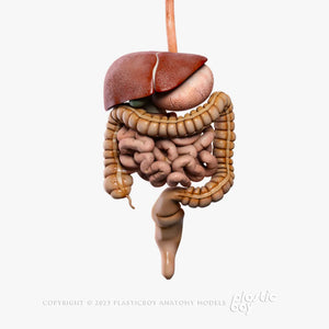 Male Digestive System 3D Model