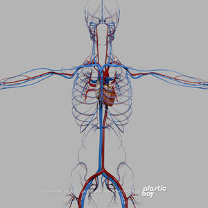 BLENDER RIGGED Complete Female Anatomy PACK V9