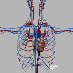 3DS MAX RIGGED Complete Female Anatomy PACK V9