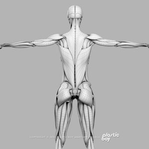 Female Muscular & Skeletal System 3D Model