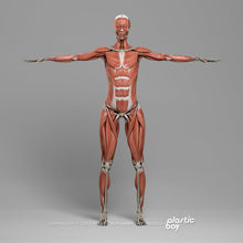 Load image into Gallery viewer, 3DS MAX RIGGED Complete Female Anatomy PACK V9
