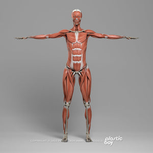 3DS MAX RIGGED Complete Female Anatomy PACK V9