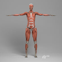 Load image into Gallery viewer, BLENDER RIGGED Complete Male and Female Anatomy PACK V9
