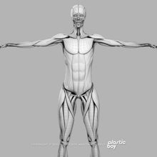 Load image into Gallery viewer, Female Muscular &amp; Skeletal System 3D Model
