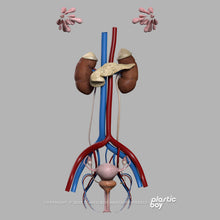 Load image into Gallery viewer, Female Urinary, Reproductive and Endocrine Systems 3D Model
