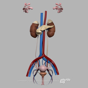 Female Urinary, Reproductive and Endocrine Systems 3D Model