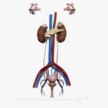 Load image into Gallery viewer, Female Urinary, Reproductive and Endocrine Systems 3D Model
