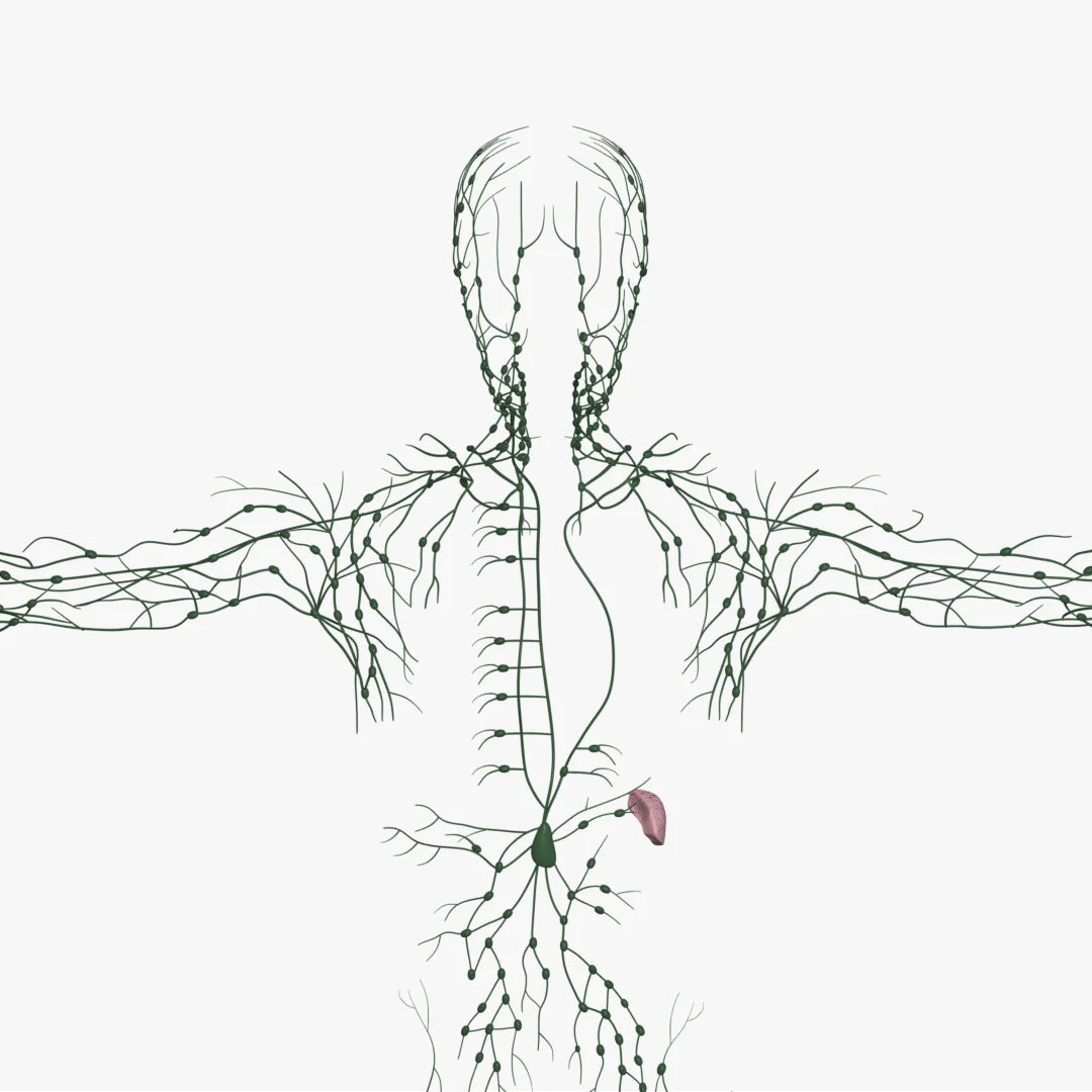 Male Lymphatic System 3D Model – Plasticboy Anatomy