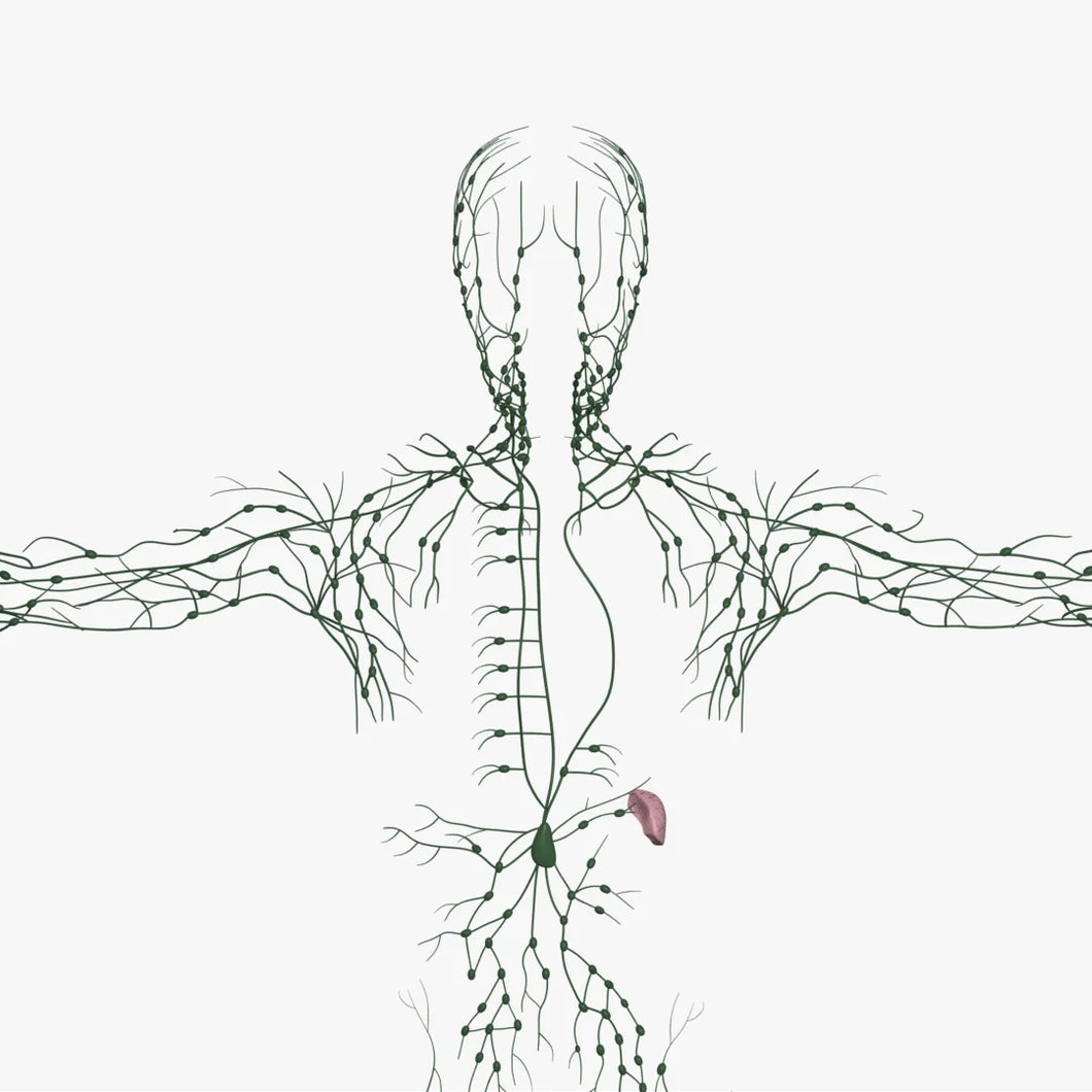 Male Lymphatic System 3D Model