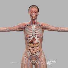 Load image into Gallery viewer, MAYA RIGGED Complete Male and Female Anatomy PACK V9 2025
