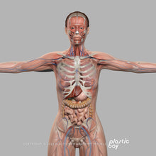 Load image into Gallery viewer, CINEMA 4D RIGGED Complete Male and Female Anatomy PACK V9
