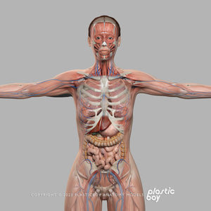 CINEMA 4D RIGGED Complete Male and Female Anatomy PACK V9