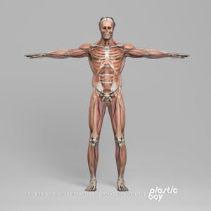MAYA RIGGED Complete Male and Female Anatomy PACK V9