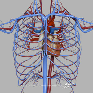 STANDARD Complete Male Anatomy PACK V9 2025