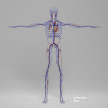 Load image into Gallery viewer, CINEMA 4D RIGGED Complete Male and Female Anatomy PACK V9
