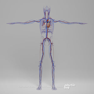 3DS MAX RIGGED Complete Male and Female Anatomy PACK V9
