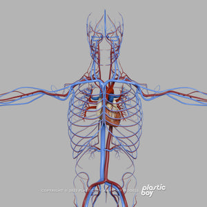 CINEMA 4D RIGGED Complete Male and Female Anatomy PACK V9