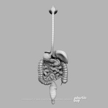 Load image into Gallery viewer, Male Digestive System 3D Model
