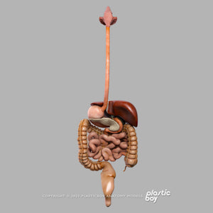 Male Digestive System 3D Model