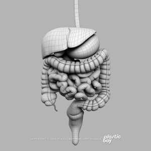 Male Digestive System 3D Model