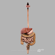 Load image into Gallery viewer, Male Digestive System 3D Model
