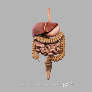 Male Digestive System 3D Model