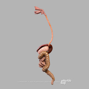 Male Digestive System 3D Model