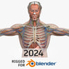 BLENDER RIGGED Complete Male Anatomy PACK V9