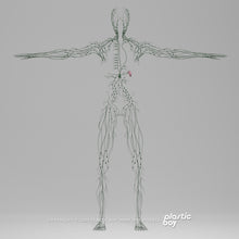 Load image into Gallery viewer, Male Lymphatic System 3D Model
