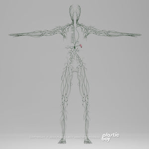 BLENDER RIGGED Complete Male and Female Anatomy PACK V9